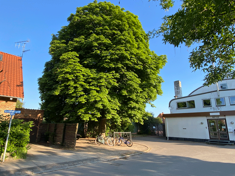 Træer i Valby, By og Land Valby